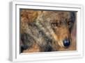 White Frame