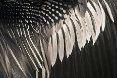 Sandhill Crane (Grus canadensis) flock, Bosque del Apache National Wildlife Refuge-David Tipling-Photographic Print