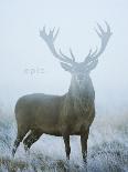 Grizzly Bear (Ursus arctos horribilis) adult, close-up of head, resting, Katmai-David Tipling-Photographic Print