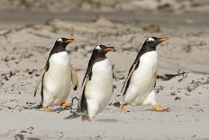 Gentoo Penguin (Pygoscelis papua) three adults, walking on sandy beach, Falkland Islands-David Tipling-Photographic Print