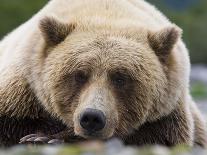 Grizzly Bear (Ursus arctos horribilis) adult, close-up of head, resting, Katmai-David Tipling-Photographic Print