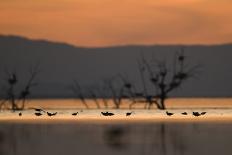 Snow Goose (Chen caerulescens) and Sandhill Crane (Grus canadensis)silhouetted, New Mexico-David Tipling-Framed Photographic Print