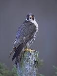 Peregrine Falcon (Falco Peregrinus), Scotland, UK, Europe-David Tipling-Photographic Print