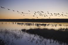 Sandhill Crane (Grus canadensis) flock, Bosque del Apache National Wildlife Refuge-David Tipling-Photographic Print