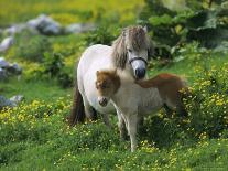 Two Shetland Ponies, Shetland Islands, Scotland, UK, Europe-David Tipling-Photographic Print