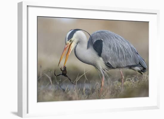 David Vs Goliat-Geir Jartveit-Framed Photographic Print