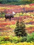Bull Moose and Autumn Tundra, Denali National Park, Alaska, USA-David W. Kelley-Framed Stretched Canvas