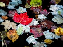 Water Lilies and Reflection-David W^ Pollard-Photographic Print