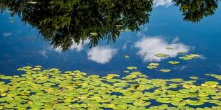 Water Lilies and Reflection-David W^ Pollard-Framed Photographic Print