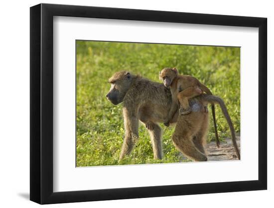 Premium Photographic Print, , large