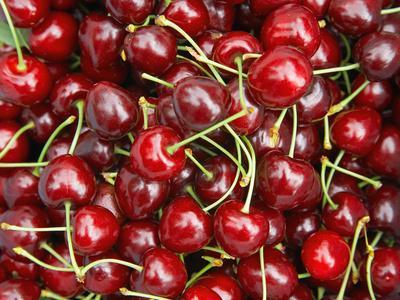 Cherries, Ripponvale, near Cromwell, Central Otago, South Island, New ...