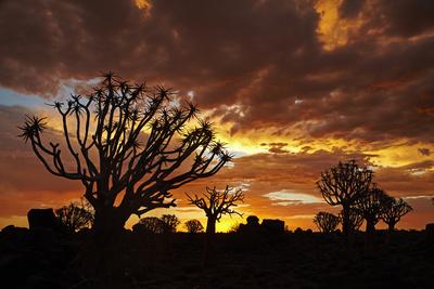 Kokerboom or Quiver Trees at sunset, Mesosaurus Fossil Camp, near Keetmanshoop, Namibia