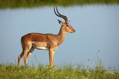 Male impala (Aepyceros melampus melampus), Chobe River, Chobe National Park, Botswana, Africa