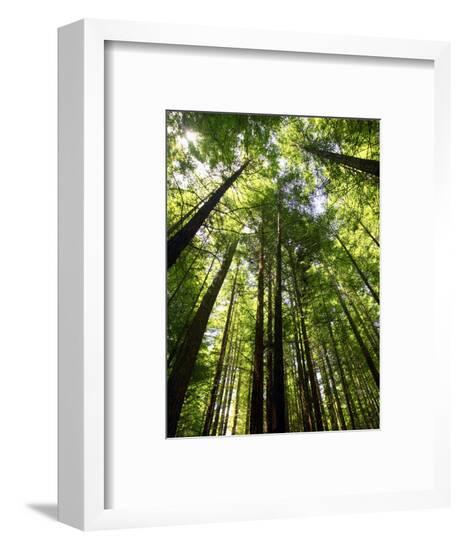 Framed Photographic Print, , large