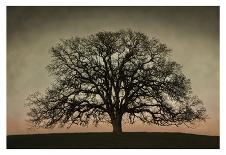 Majestic Oak-David Winston-Art Print