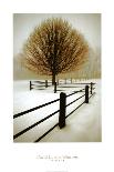 Frosted Tree and Fence-David Winston-Giclee Print