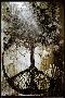 David Wolcott Wilhelm (Tree of Peace)-David Wolcott Wilhelm-Lamina Framed Poster