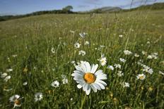 Ox-eye daisies in grassland, Republic of Ireland-David Woodfall-Photographic Print