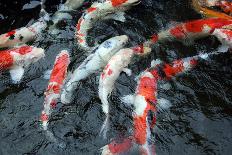 Koi Carp-davidchardman-Photographic Print