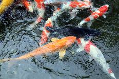 Koi Carp-davidchardman-Photographic Print