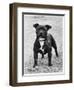 Davinda's Pride Owner: Wright-null-Framed Photographic Print