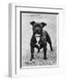 Davinda's Pride Owner: Wright-null-Framed Photographic Print