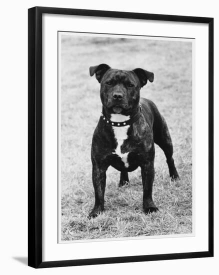 Davinda's Pride Owner: Wright-null-Framed Photographic Print