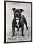 Davinda's Pride Owner: Wright-null-Framed Photographic Print