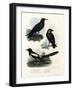 Daw, 1864-null-Framed Giclee Print