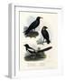 Daw, 1864-null-Framed Giclee Print