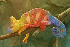 Close-Up of Multicolored Chameleon on Tree Branch-DawidKasza-Stretched Canvas