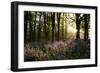 Dawn and Spring Sunshine Sparkles Life into an Ancient Chestnut Beech Woodland-Yon Marsh-Framed Photographic Print