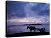 Dawn at Lake Ziway, Central Ethiopia, with the Silhouette of a Horse-Drawn Buggy-Nigel Pavitt-Stretched Canvas