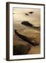 Dawn at Sand Beach in Maine's Acadia National Park-Jerry & Marcy Monkman-Framed Photographic Print