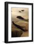 Dawn at Sand Beach in Maine's Acadia National Park-Jerry & Marcy Monkman-Framed Photographic Print