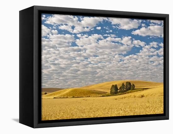 Dawn Breaks on Wheat Field, Walla Walla, Washington, USA-Richard Duval-Framed Stretched Canvas