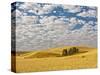 Dawn Breaks on Wheat Field, Walla Walla, Washington, USA-Richard Duval-Stretched Canvas