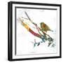 Dawn Chorus II-Ken Hurd-Framed Art Print