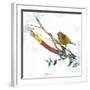 Dawn Chorus II-Ken Hurd-Framed Giclee Print