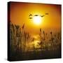 Dawn Flight-Adrian Campfield-Stretched Canvas