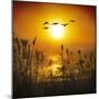 Dawn Flight-Adrian Campfield-Mounted Photographic Print