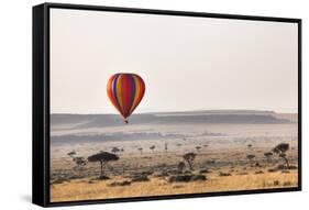 Dawn Hot Air Balloon Ride, Masai Mara National Reserve, Kenya, East Africa, Africa-Ann and Steve Toon-Framed Stretched Canvas