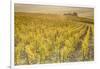 Dawn in the vineyards of Sancerre, Cher, Centre, France, Europe-Julian Elliott-Framed Photographic Print