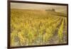 Dawn in the vineyards of Sancerre, Cher, Centre, France, Europe-Julian Elliott-Framed Photographic Print