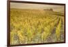 Dawn in the vineyards of Sancerre, Cher, Centre, France, Europe-Julian Elliott-Framed Photographic Print