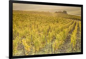 Dawn in the vineyards of Sancerre, Cher, Centre, France, Europe-Julian Elliott-Framed Photographic Print