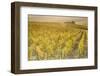 Dawn in the vineyards of Sancerre, Cher, Centre, France, Europe-Julian Elliott-Framed Photographic Print