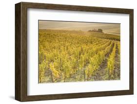 Dawn in the vineyards of Sancerre, Cher, Centre, France, Europe-Julian Elliott-Framed Photographic Print