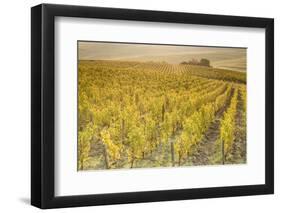 Dawn in the vineyards of Sancerre, Cher, Centre, France, Europe-Julian Elliott-Framed Photographic Print