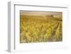 Dawn in the vineyards of Sancerre, Cher, Centre, France, Europe-Julian Elliott-Framed Photographic Print